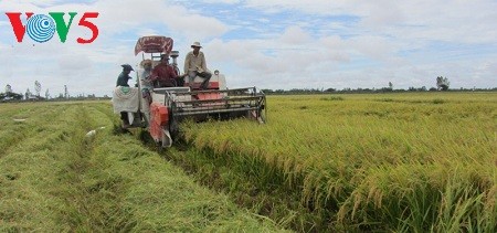 Créer des champs de grande superficie dans le delta du Mékong - ảnh 1