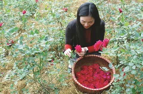  «Mignonne, allons voir si la rose…» - ảnh 1