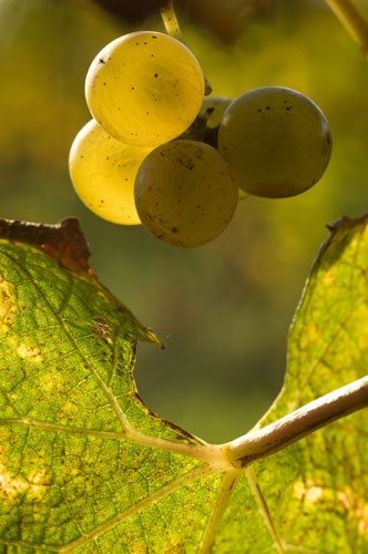 Château Guiraud : histoire de son vin liquoreux et du «Botrytis cinerea» - ảnh 3