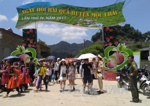 Fête de cueillette sur les hauts-plateaux de Moc Chau (Son La, Nord) - ảnh 1