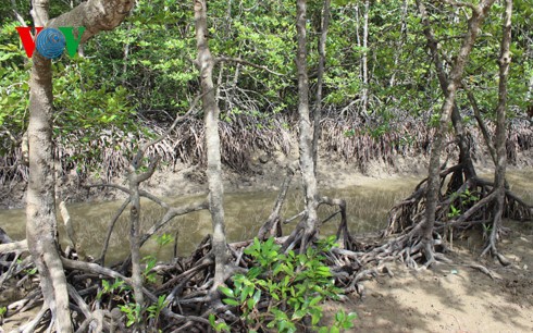 La loi amendée sur la protection et le développement de la forêt en débat - ảnh 1