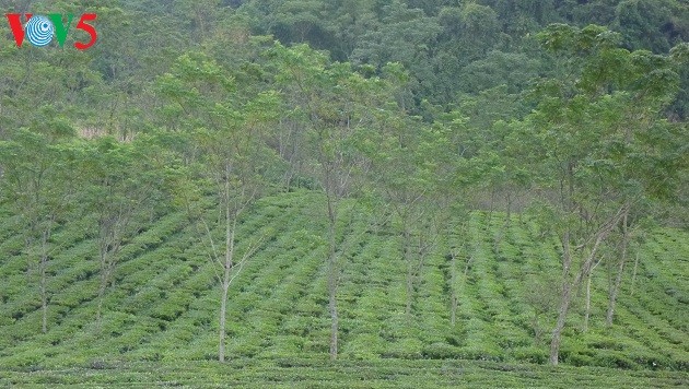  Belle excursion au plateau de Môc Châu - ảnh 3