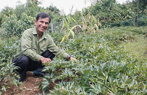 Kon Plông mise sur « l’herboriculture » - ảnh 1