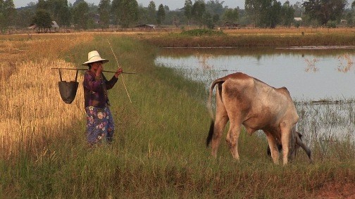 Mois des films environnementaux - ảnh 5