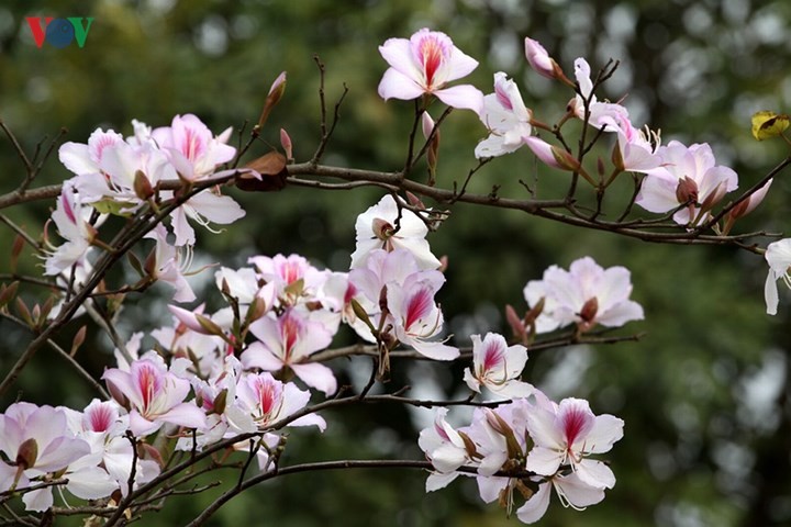 Ouverture de la fête de la fleur de bauhinie 2018 à Son La - ảnh 1