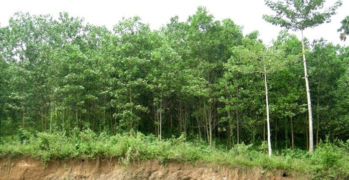 Le Vietnam célèbre la journée internationale de la diversité biologique - ảnh 1