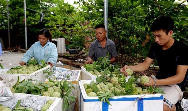 Les produits du terroir favorisent le développement économique local - ảnh 2