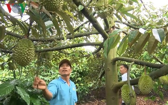 Cao Van Nguyên, « premier de cordée » à Chu Prông - ảnh 2