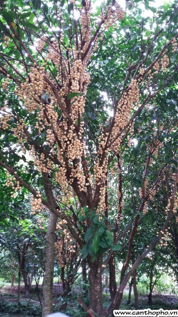 Vàm Xáng, un paradis pour les gourmands - ảnh 3