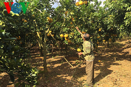 Développer l’agriculture de hautes technologies à Son La - ảnh 1