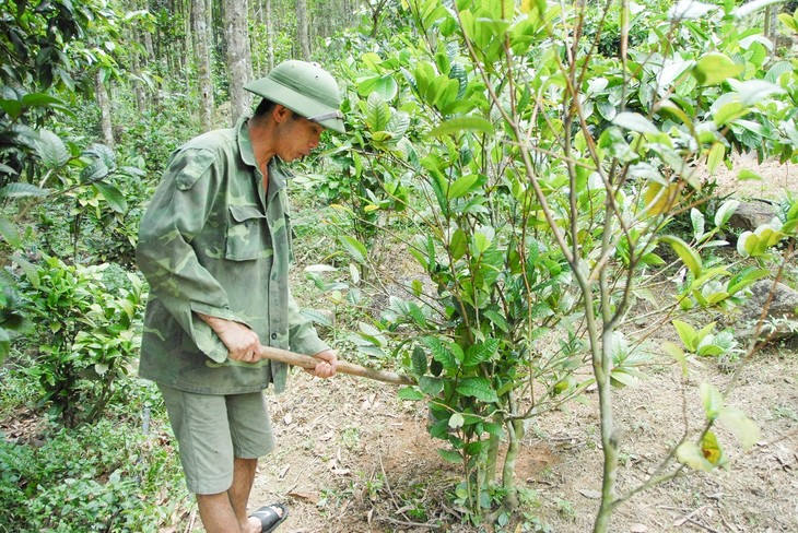 Comment les Dao de Hoành Bô protègent-ils leurs plantes médicinales? - ảnh 2