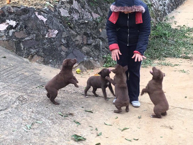 Mong “docked tail” dog believed to bring luck to owners - ảnh 2