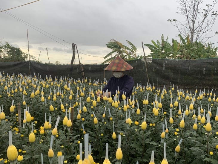 Des villages horticoles à l’approche du Têt - ảnh 2