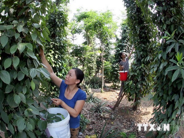 Khởi động Dự án giảm nghèo khu vực Tây Nguyên - ảnh 1