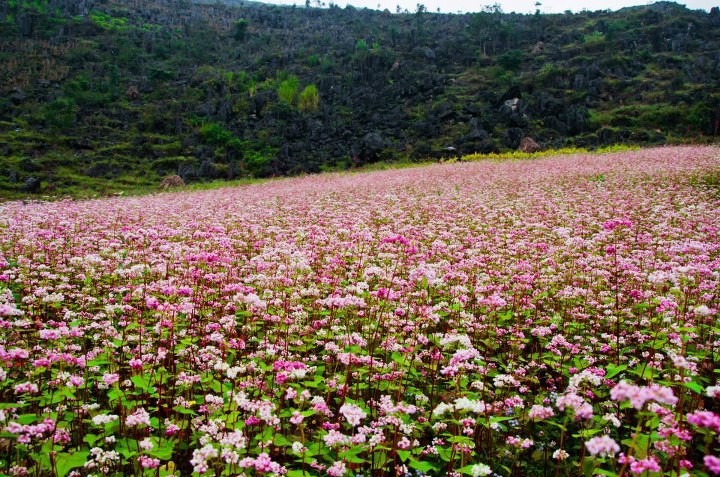 Hà Giang- mùa hoa tam giác mạch vẫy gọi - ảnh 3