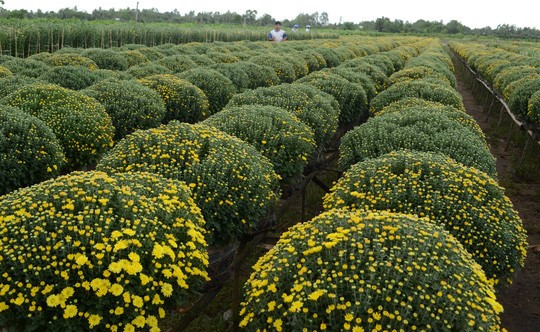 Ngày giáp Tết thăm các làng hoa vùng Đồng Tháp Mười - ảnh 1