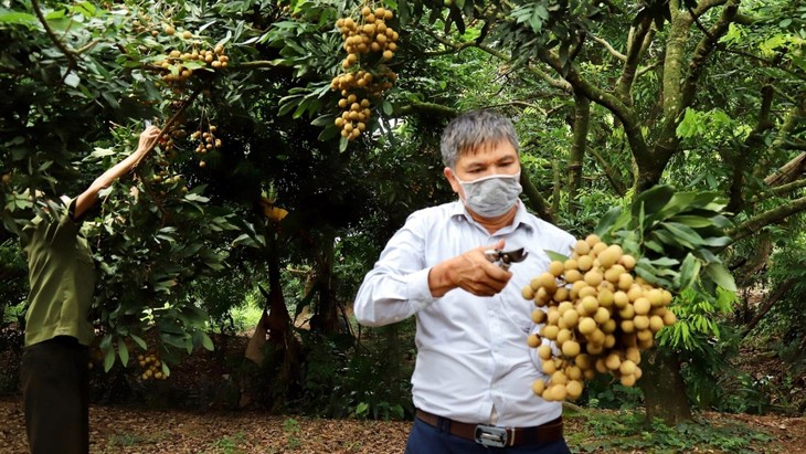 Hội nghị quốc tế về kết nối cung cầu, tiêu thụ nhãn và nông sản tỉnh Hưng Yên - ảnh 1