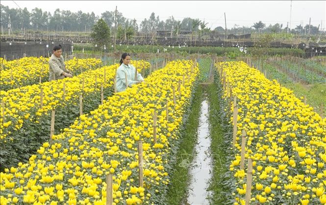 Những làng hoa Xuân ngày Tết - ảnh 1