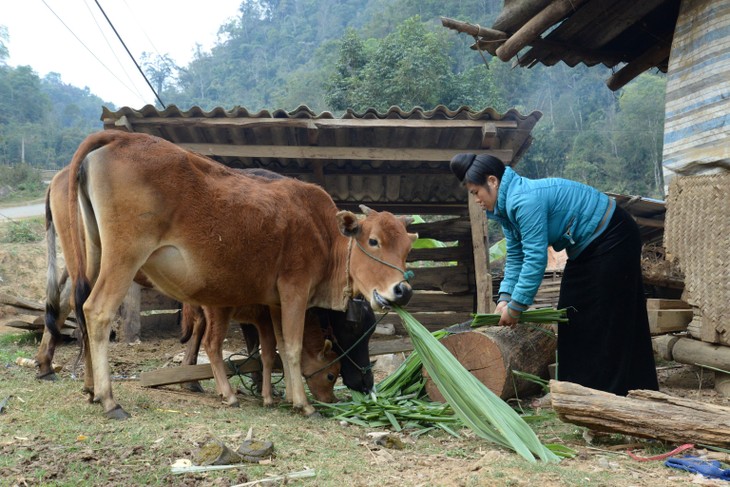 Sơn La tập trung phát triển kinh tế vùng đồng bào dân tộc thiểu số - ảnh 1