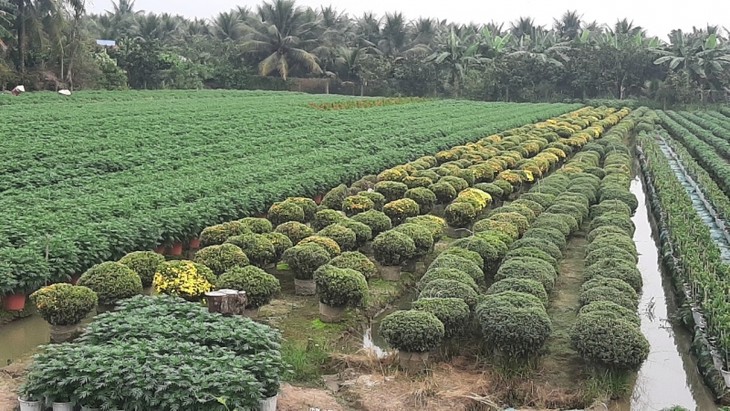 Làng hoa đón Tết - ảnh 1