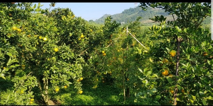 Hợp tác xã 3T Farm, mô hình kinh tế nông nghiệp tiêu biểu ở huyện Cao Phong, tỉnh Hòa Bình - ảnh 1