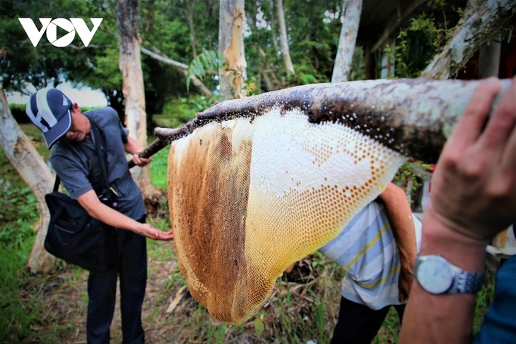 Vào rừng canh hướng gió, gác kèo nuôi ong - ảnh 2