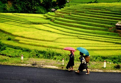 สีสันถิ่นพายัพในนครหลวงฮานอย - ảnh 4