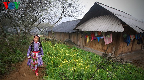 วสันต์ของชาวม้งในเขตเขาทางเหนือของประเทศ - ảnh 2