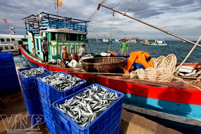 อำเภอเกาะ Lý Sơn ผืนดินแนวหน้าทางทะเลของปิตุภูมิ  - ảnh 12