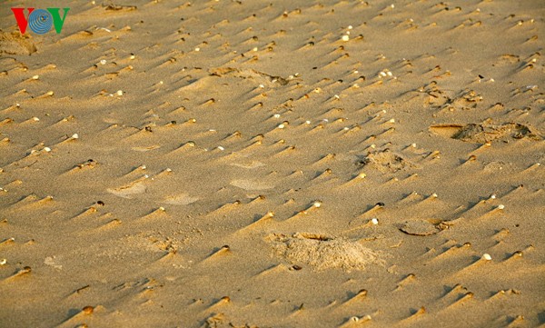 ความงดงามของชายหาด Hoành Sơn ที่จังหวัด Hà Tĩnh - ảnh 9