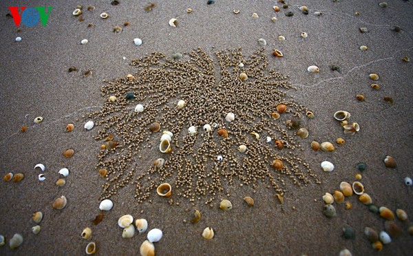 ความงดงามของชายหาด Hoành Sơn ที่จังหวัด Hà Tĩnh - ảnh 14