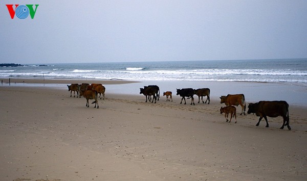 ความงดงามของชายหาด Hoành Sơn ที่จังหวัด Hà Tĩnh - ảnh 15