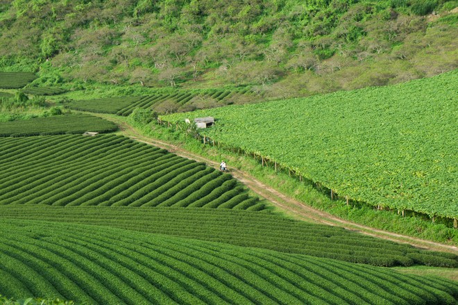 ไร่ชาบนภูดอยที่เมืองมกเจา จังหวัดเซินลา ทางภาคเหนือเวียดนาม - ảnh 7