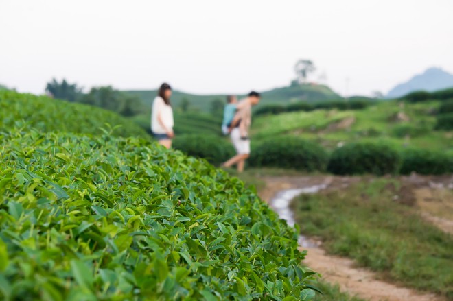 ไร่ชาบนภูดอยที่เมืองมกเจา จังหวัดเซินลา ทางภาคเหนือเวียดนาม - ảnh 6