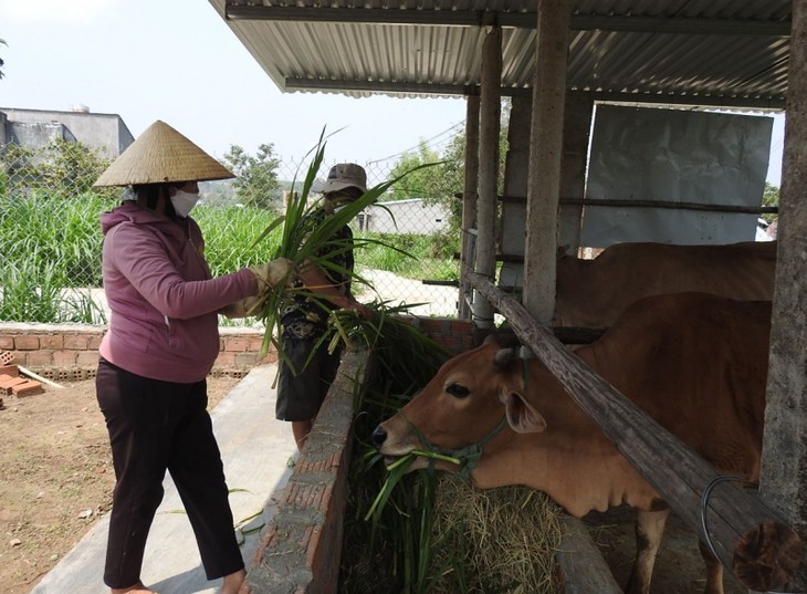 คนพิการในจังหวัดกอนตุมพยายามฟันฝ่าอุปสรรคเพื่อสร้างฐานะและปรับตัวเข้ากับสังคม - ảnh 2