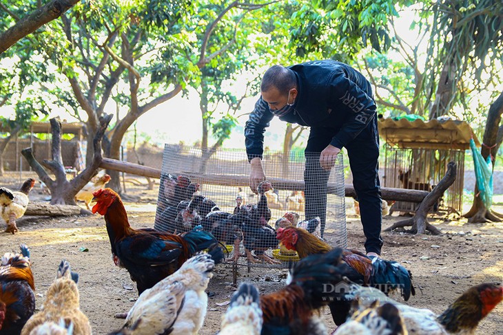 ไก่พันธุ์ดงต๋าวสร้างมูลค่าทางเศรษฐกิจให้แก่ประชาชนจังหวัดฮึงเอียน - ảnh 2