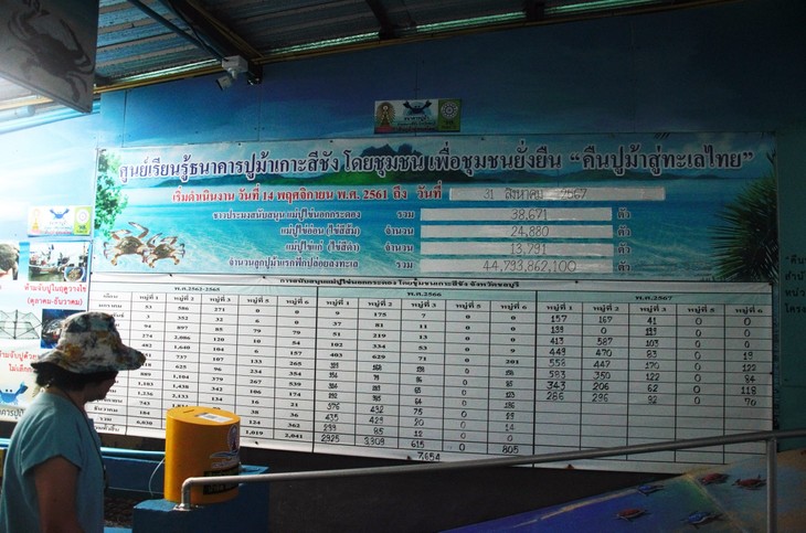 เกาะสีชัง ขยายพันธุ์ปูม้า พัฒนาการประกอบอาชีพประมง - ảnh 3