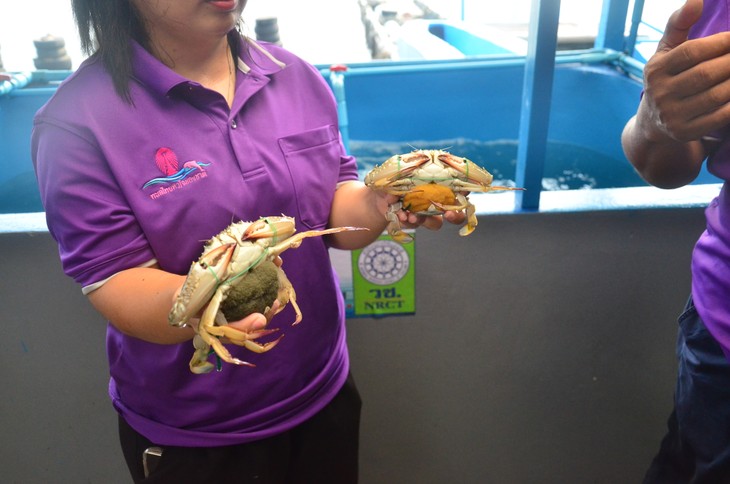 เกาะสีชัง ขยายพันธุ์ปูม้า พัฒนาการประกอบอาชีพประมง - ảnh 4