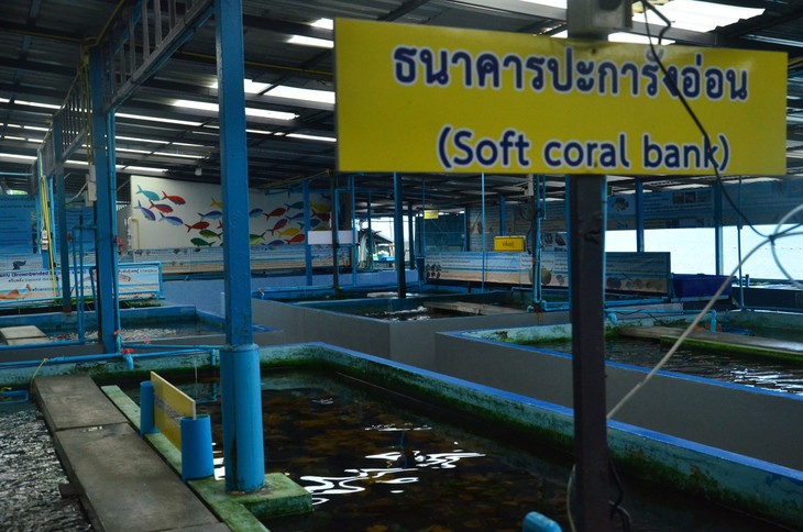 ศูนย์เรียนรู้ธนาคารสัตว์ทะเลเกาะสีชัง เชื่อมโยงชุมชนให้มีส่วนร่วมฟื้นฟูทรัพยากรทางทะเล - ảnh 6