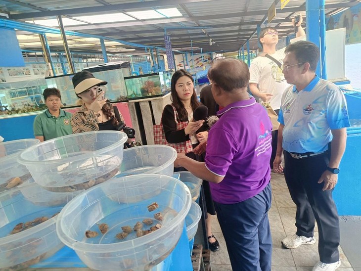 ศูนย์เรียนรู้ธนาคารสัตว์ทะเลเกาะสีชัง เชื่อมโยงชุมชนให้มีส่วนร่วมฟื้นฟูทรัพยากรทางทะเล - ảnh 2