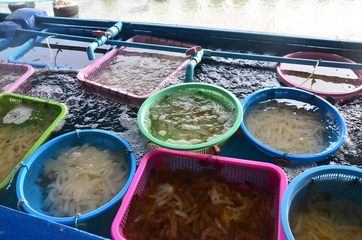 ศูนย์เรียนรู้ธนาคารสัตว์ทะเลเกาะสีชัง เชื่อมโยงชุมชนให้มีส่วนร่วมฟื้นฟูทรัพยากรทางทะเล - ảnh 5