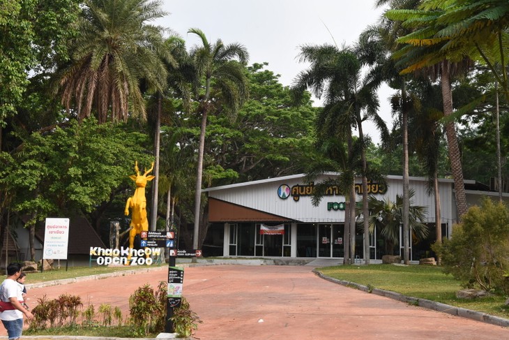 หมูเด้ง ซูเปอร์สตาร์และบทบาทต่อการท่องเที่ยวและการอนุรักษ์ฮิปโปแคระ - ảnh 5