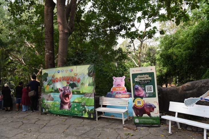 หมูเด้ง ซูเปอร์สตาร์และบทบาทต่อการท่องเที่ยวและการอนุรักษ์ฮิปโปแคระ - ảnh 11