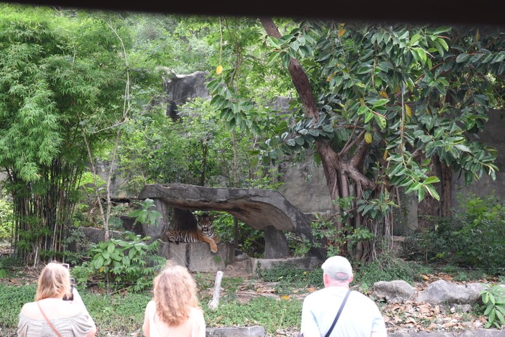 หมูเด้ง ซูเปอร์สตาร์และบทบาทต่อการท่องเที่ยวและการอนุรักษ์ฮิปโปแคระ - ảnh 15