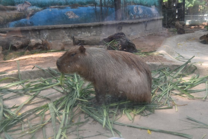 หมูเด้ง ซูเปอร์สตาร์และบทบาทต่อการท่องเที่ยวและการอนุรักษ์ฮิปโปแคระ - ảnh 14