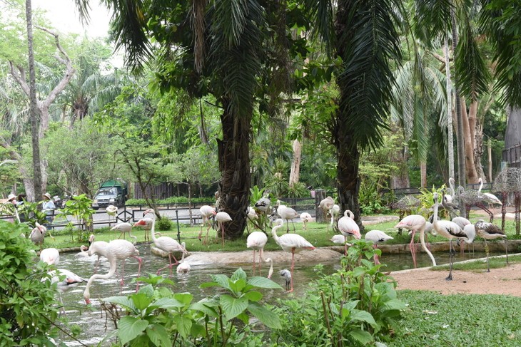 หมูเด้ง ซูเปอร์สตาร์และบทบาทต่อการท่องเที่ยวและการอนุรักษ์ฮิปโปแคระ - ảnh 13