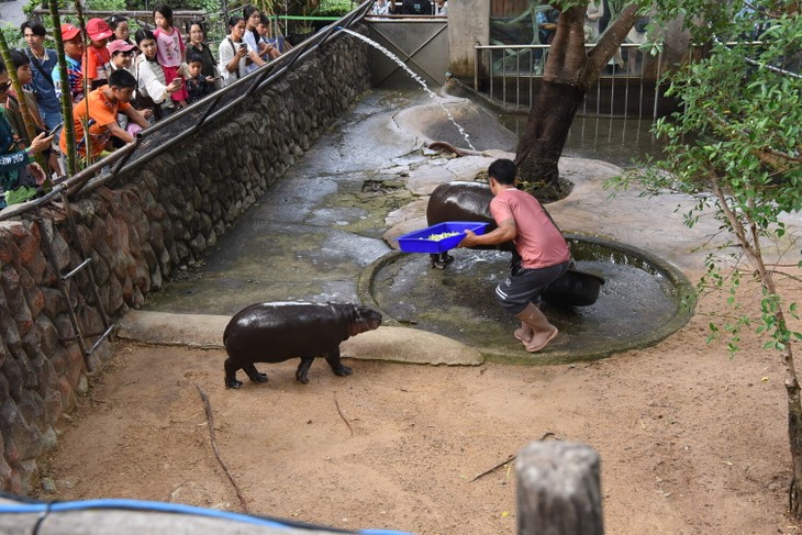หมูเด้ง ซูเปอร์สตาร์และบทบาทต่อการท่องเที่ยวและการอนุรักษ์ฮิปโปแคระ - ảnh 9